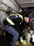 广州警方年底大突查私宰窝点 工人见状扔猪拔腿就跑