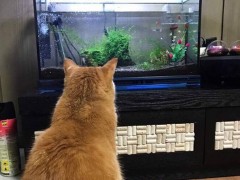 宠物橘猫通宵盯着新鱼缸 猫老大熬夜看鱼缸背影走红