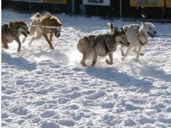 阿拉斯加雪橇犬比赛 雪橇犬受虐待伤口惨不忍睹